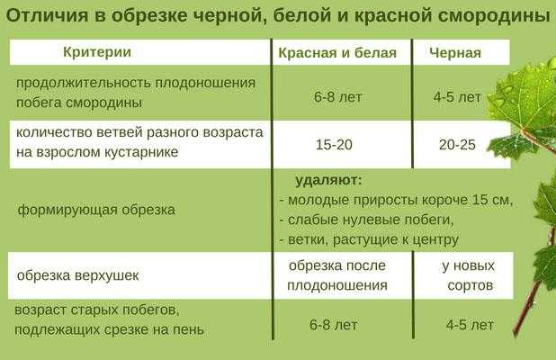 Подкормка смородины во время плодоношения. Подкормка смородины весной для большого урожая. Чем подкормить смородину после образования плодов.