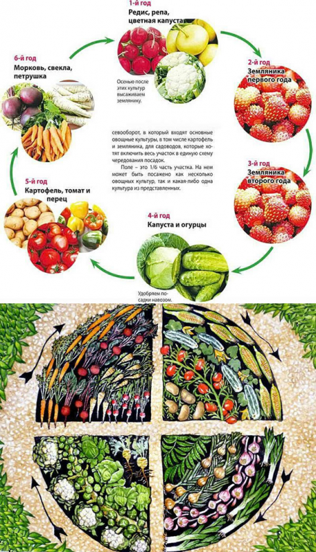 Чередование посадки овощей на огороде схема и описание