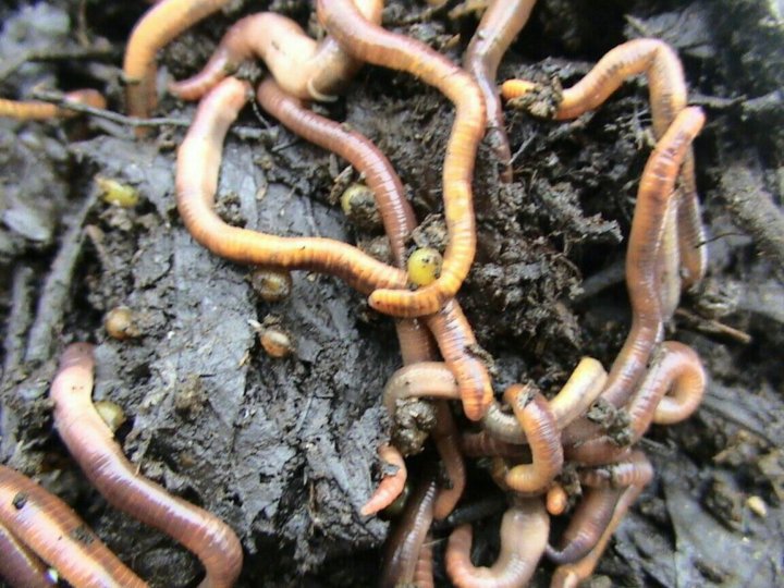 Яйца дождевого червя в земле фото