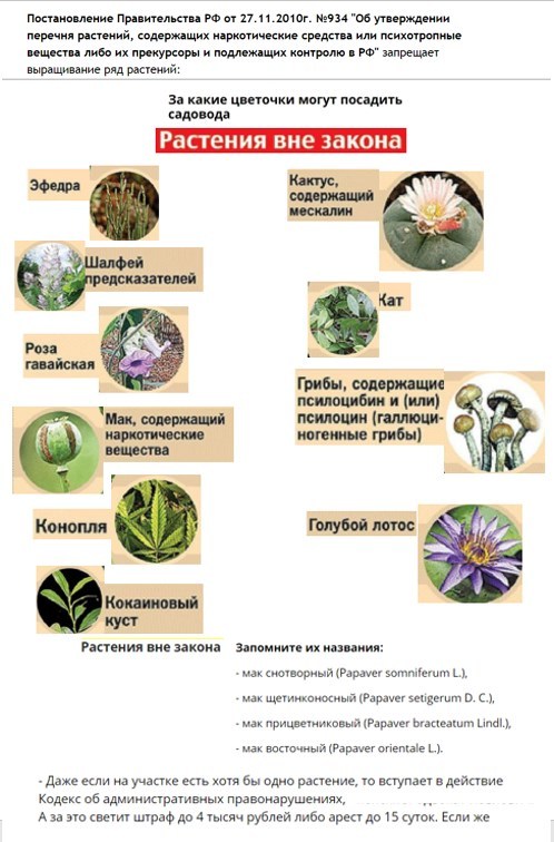 Почему мак запрещен. Список запрещенных растений. Растения запрещенные к выращиванию.