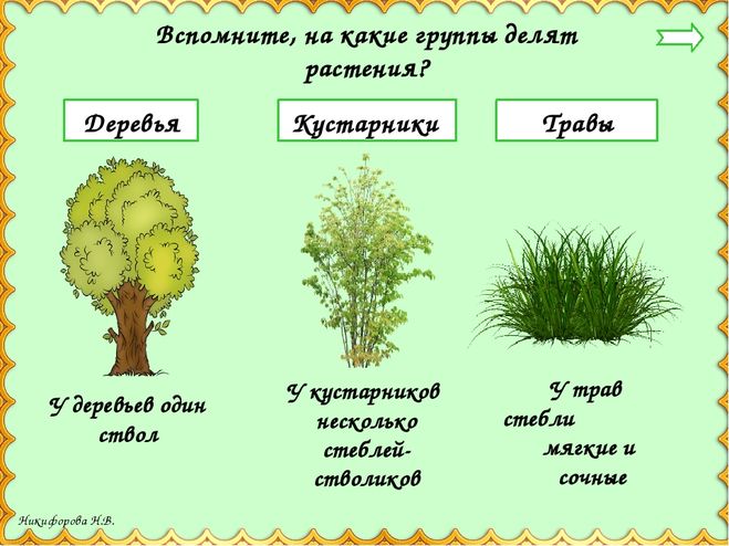 Части кустарника схема для детей