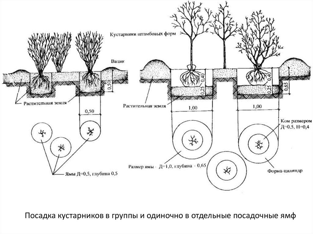 Схема посадки деревьев и кустарников