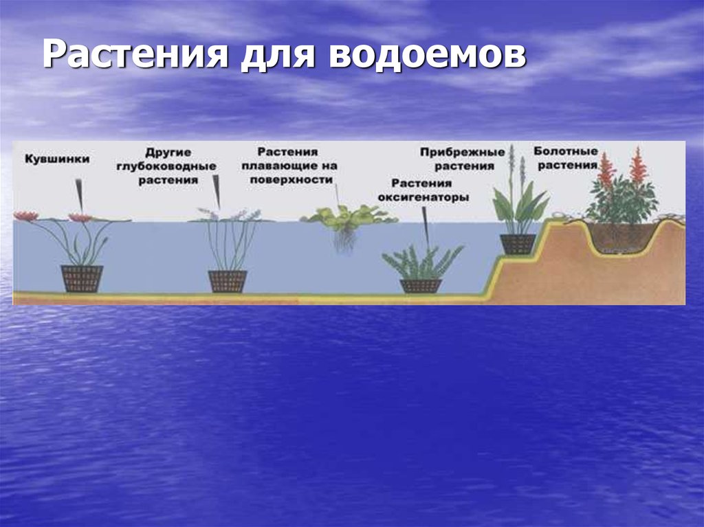 Чем вода помогает растениям. Схема растительности водоема. Прудовые растения для очистки воды. Глубина для растений в пруду. Растения для очищения воды в пруду.