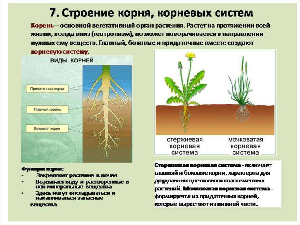 Из чего формируется рисунок