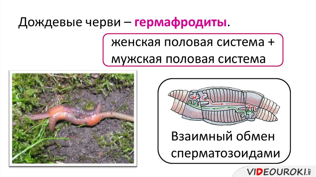 Обоеполые черви. Гермафродитизм дождевого червя. Дождевые черви размножение гермафродит. Дождевые черви раздельнополые. Дождевые черви гермафродиты или раздельнополые.