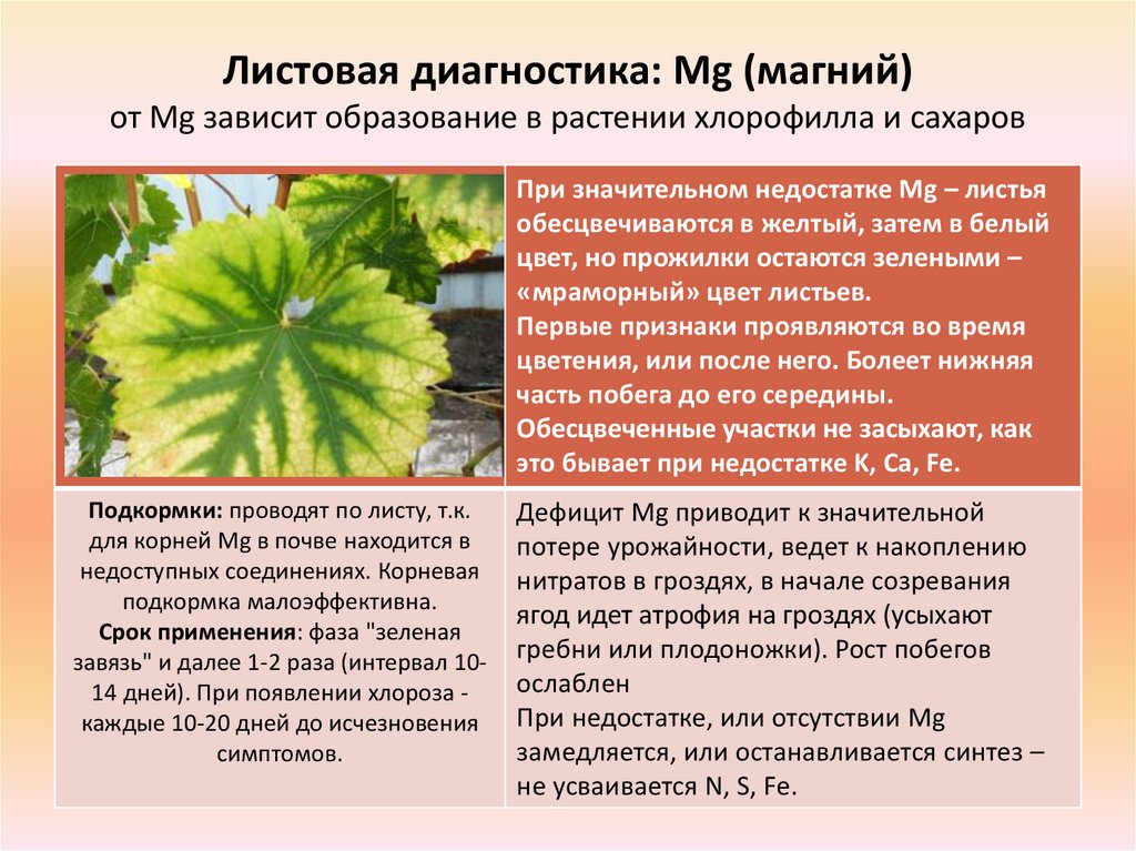 Огурцам не хватает магния. Недостаток питания у растений. Недостаток питания на огурцах. Недостаток питания у огурцов. Диагностика по листьям у растений.