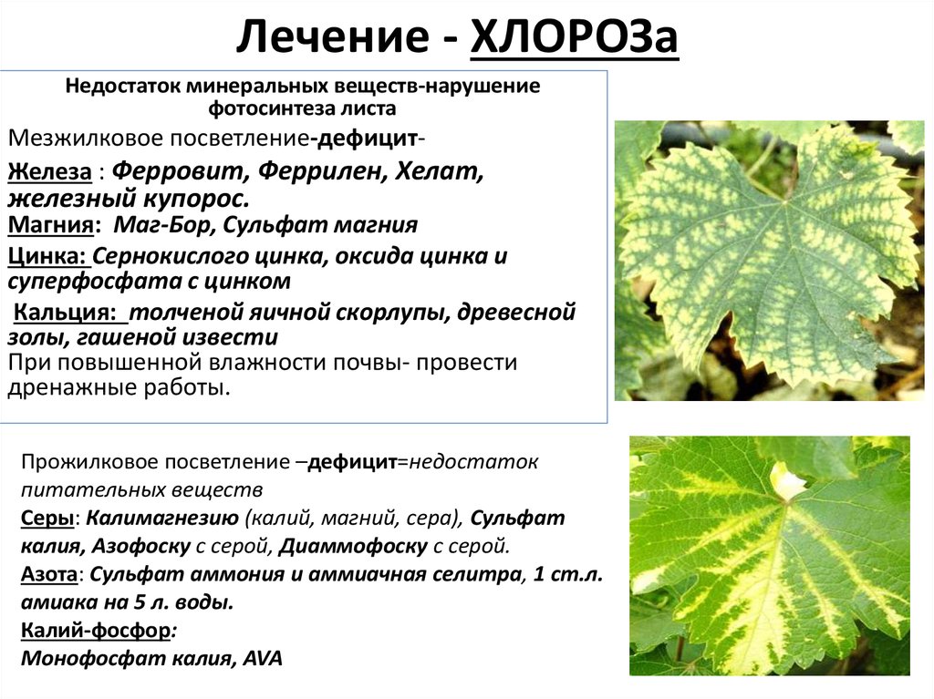 Хлороз растений причины и лечение