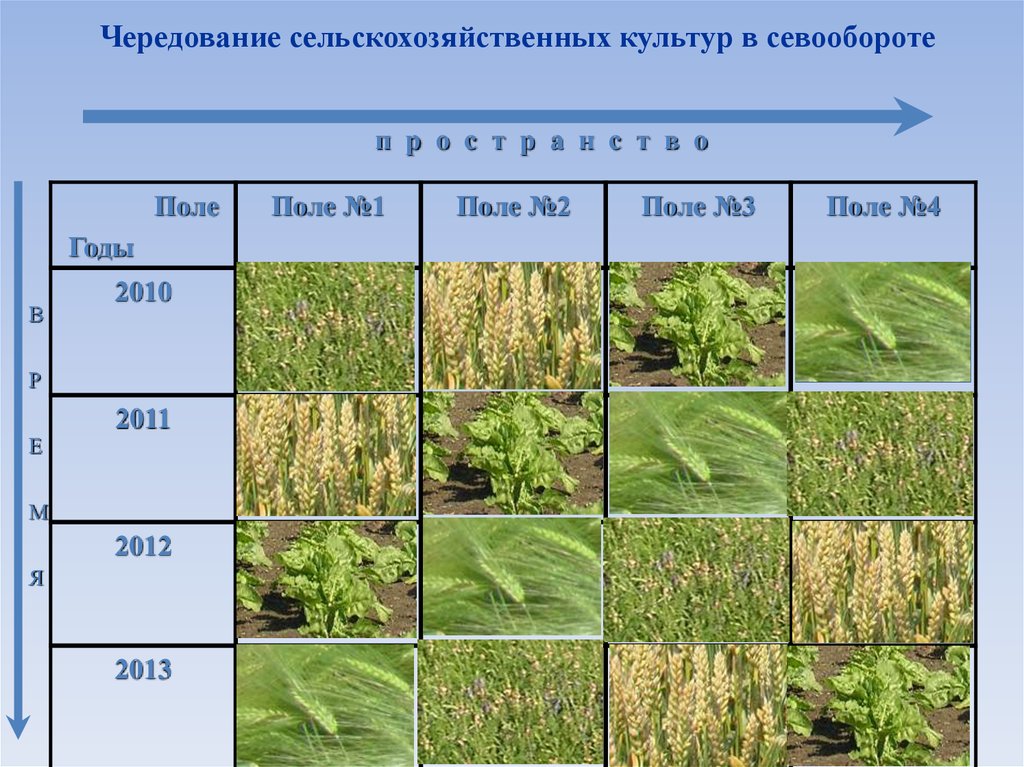 Виды чистых паров