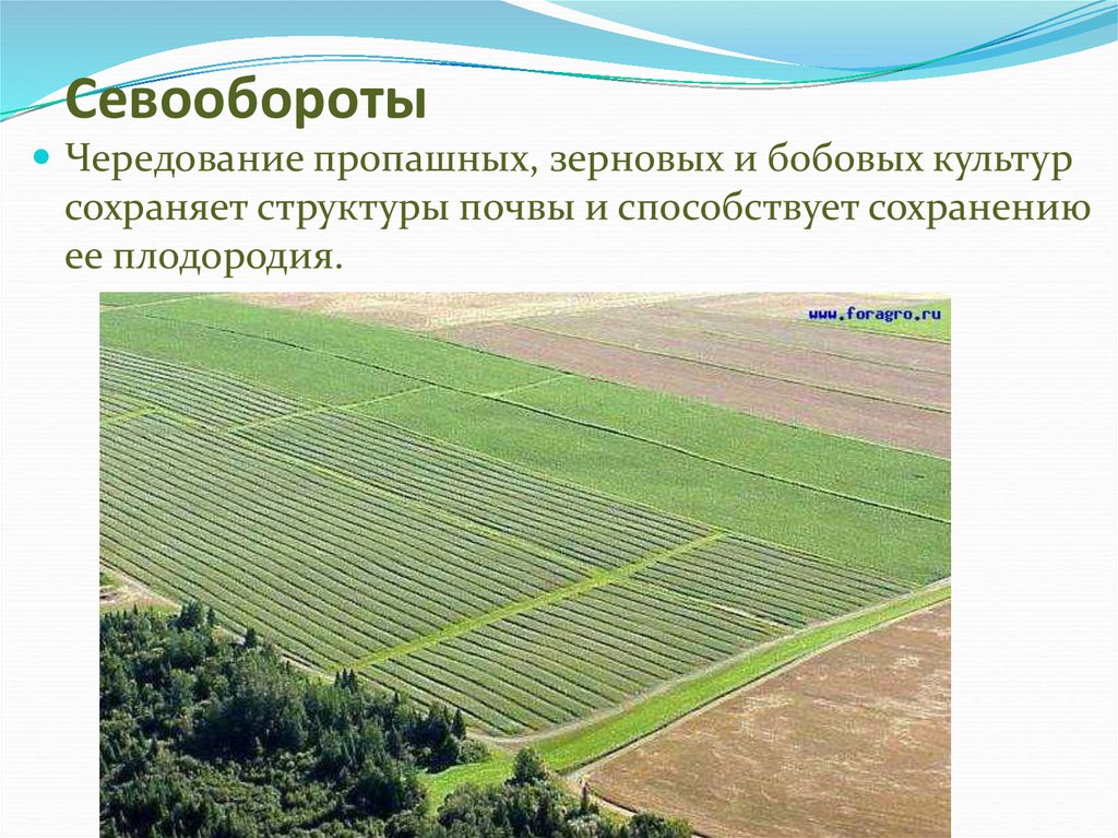 Основы агротехники полевых и овощных культур