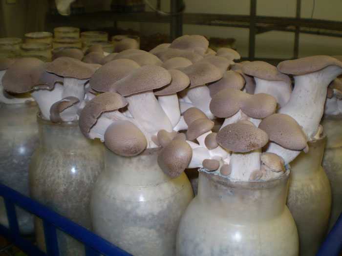 Купить мицелий для выращивания грибов. Грибная ферма вешенка. Ферма шампиньонов вешенок. Грибы шампиньоны и вешенка. Мицелий белых грибов.