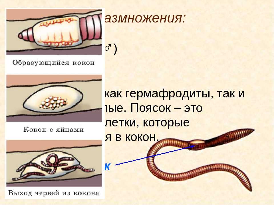 Кольчатые черви половая. Строение круглых червей дождевого. Размножение дождевых червей схема. Кокон дождевого червя строение.