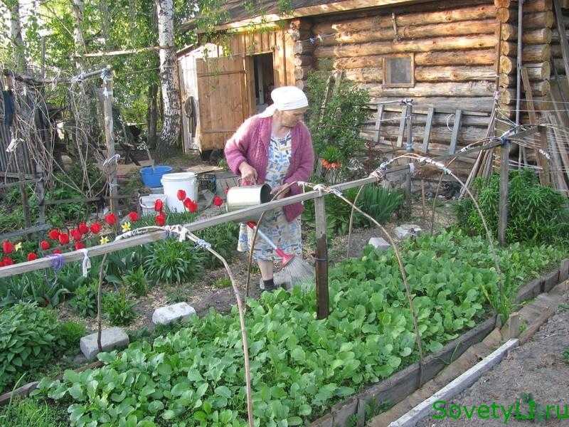 Что можно сажать в июле на огороде