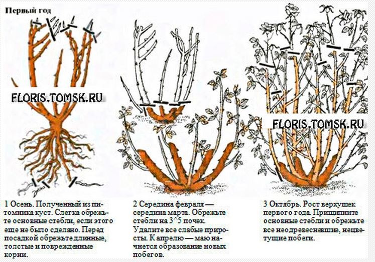 Обрезка плетистых роз осенью для начинающих