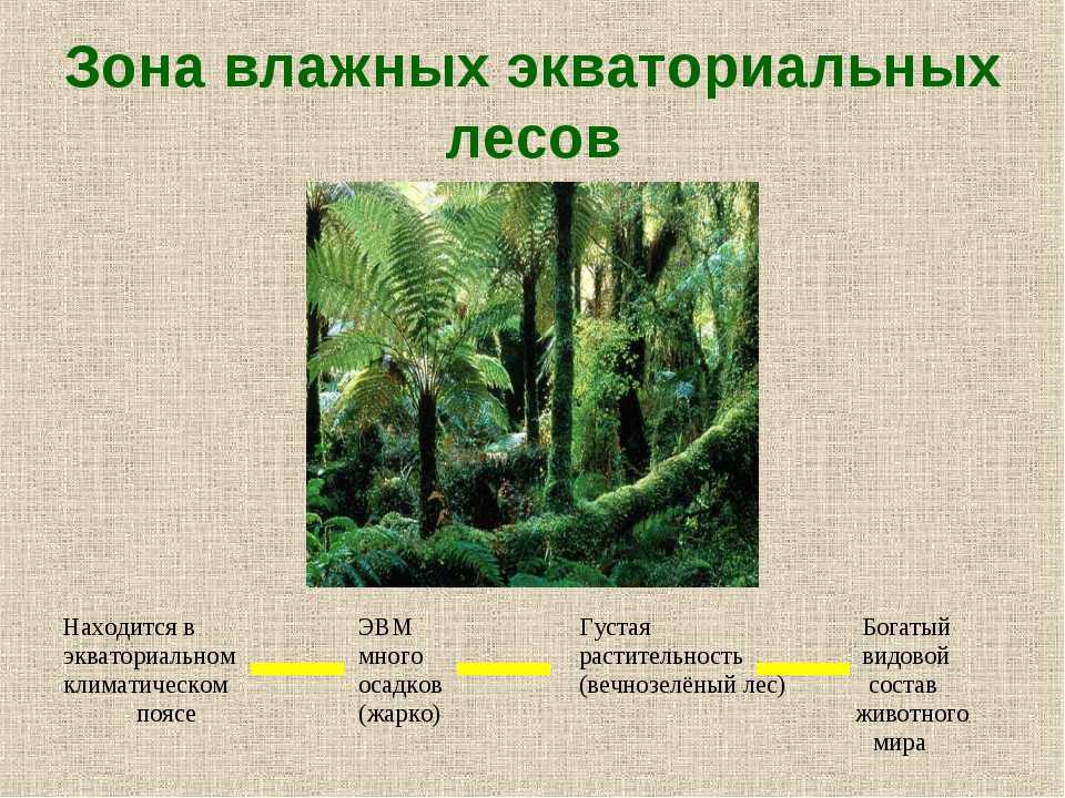 Большим видовым разнообразием. Зона влажных экваториальных лесов растения. Экваториальные леса характеристика. Экваториальные и тропические леса природная зона. Природная зона экваториальных лесов.