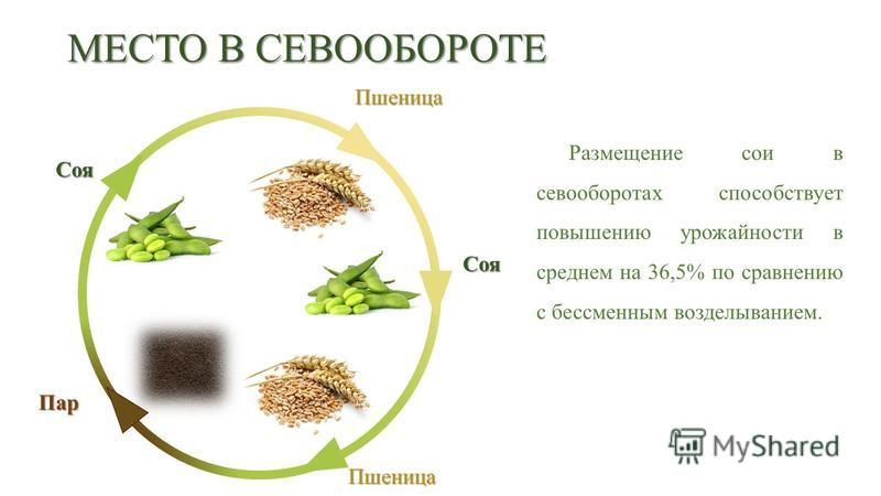 Схема севооборота зерновых культур