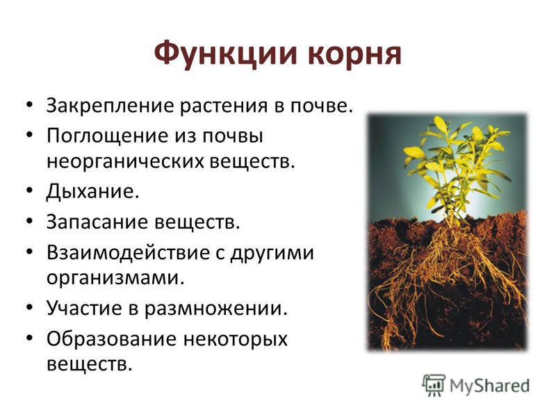 Организованный корень. Функции корня растений. Функции корневой системы. Перечислите основные функции корня. Корни цветкового растения функции.