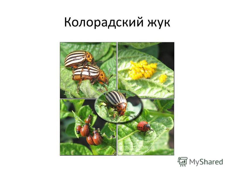 Какой жук ест колорадского жука