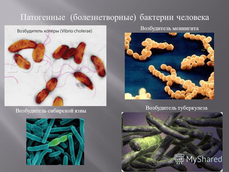 Возбудители почвы