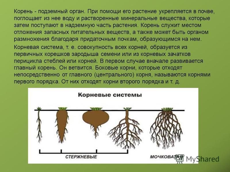 Наличие каких органов у корневища. Корни растений. Корень. Корневая система. Органы растений корень.