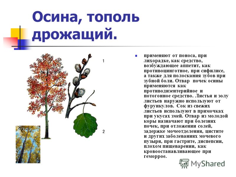 Свойства осины. Осина дерево описание. Осина описание. Рассказ про осину. Описание листьев осины.