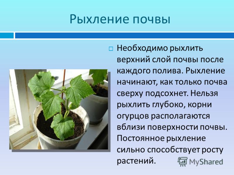 Рыхление почвы это. Рыхление почвы. Рыхление почвы правила. Рыхление почвы вокруг культурных растений. Рыхление почвы биология.