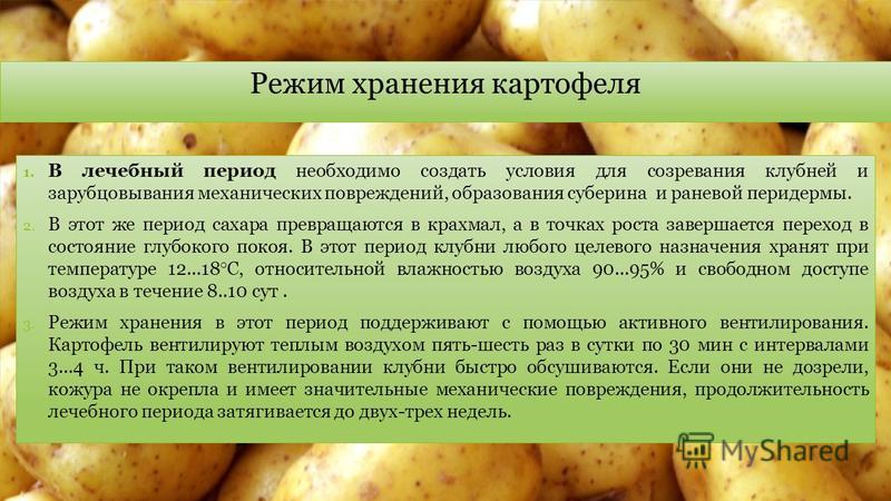 Срок хранения картошки. Режимы хранения картофеля. Хранение картофеля презентация. Лечебный период картофеля. Лечебный период хранения картофеля.