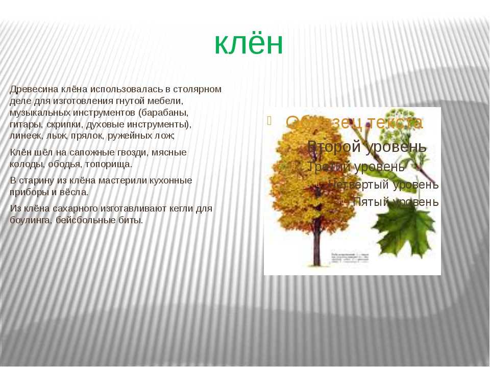 Продолжительность деревьев 1 класс. Клён описание дерева. Клен характеристика дерева. Паспорт дерева клен. Клен дерево описание для детей.