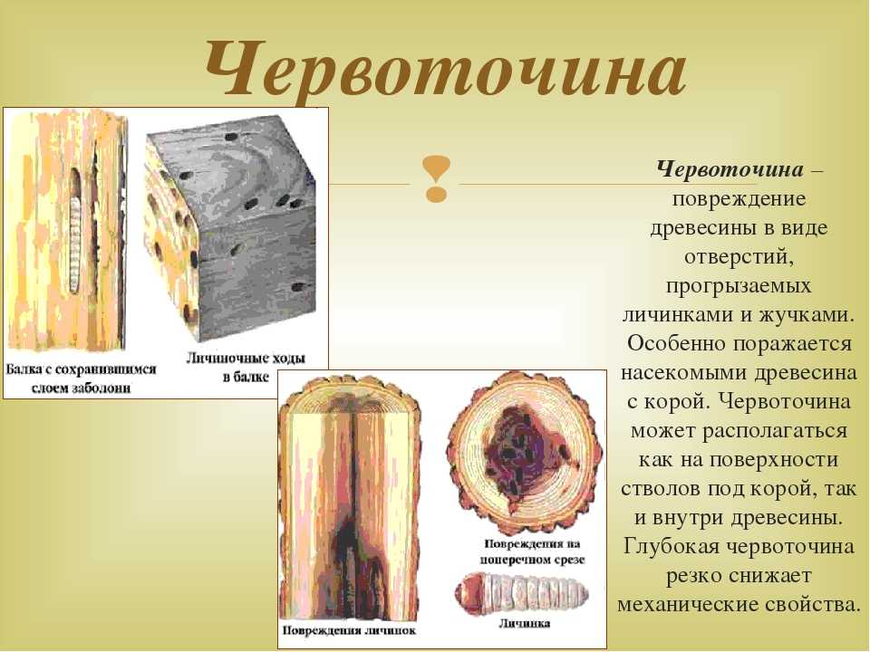 Образуют древесину. Пороки древесины свилеватость. Пороки древесины заболонь. Свилеватость древесины.