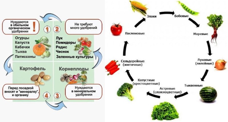 Схема посадки овощных культур на огороде таблица с фото