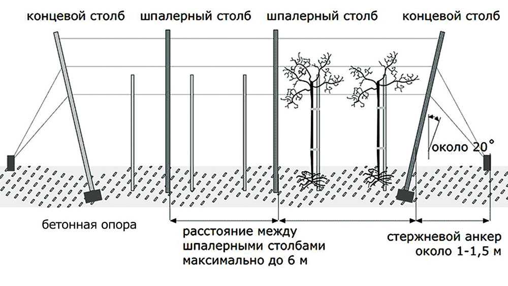 Малина на шпалере как сделать схема