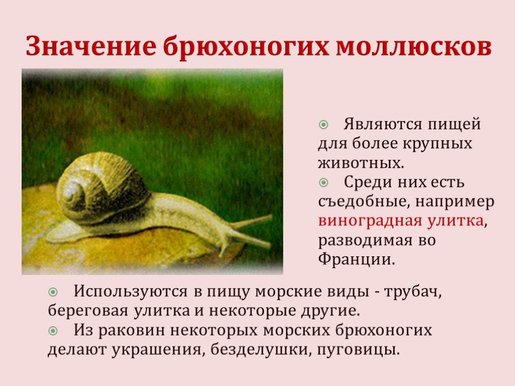 Что означают улитки. Значение брюхоногих моллюсков. Значения брюхоногимоллюсков. Брюхоногие моллюски значение в природе. Роль брюхоногих моллюсков в природе.