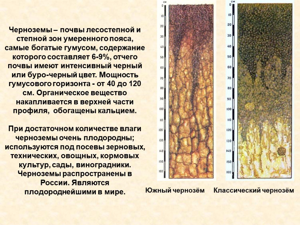 Степная природная зона почва. Почвенный профиль Каштановой почвы. Черноземные почвы Степной и лесостепной зоны России. Почвенный Горизонт лесостепной почвы. Краткая характеристика черноземной почвы.