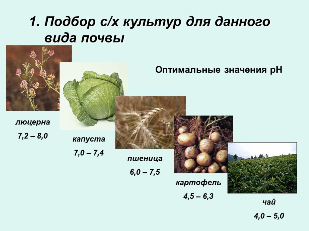 Какая кислотность почвы для томатов. Растения индикаторы кислотности почвы. РН кислотность почвы. Кислотность почвы для растений. РН грунта для картофеля.