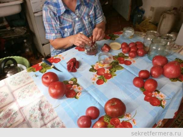 Сохранить семена томатов. Собрать семена помидора. Заготавливаем семена томатов сами. Сбор семян томатов на предприятии. Семена из помидоров своими руками в домашних условиях.