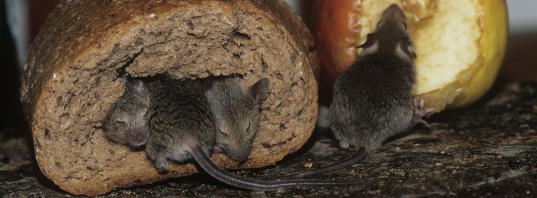 Едят ли мышей. Мыши в доме. Мышь и зерно.