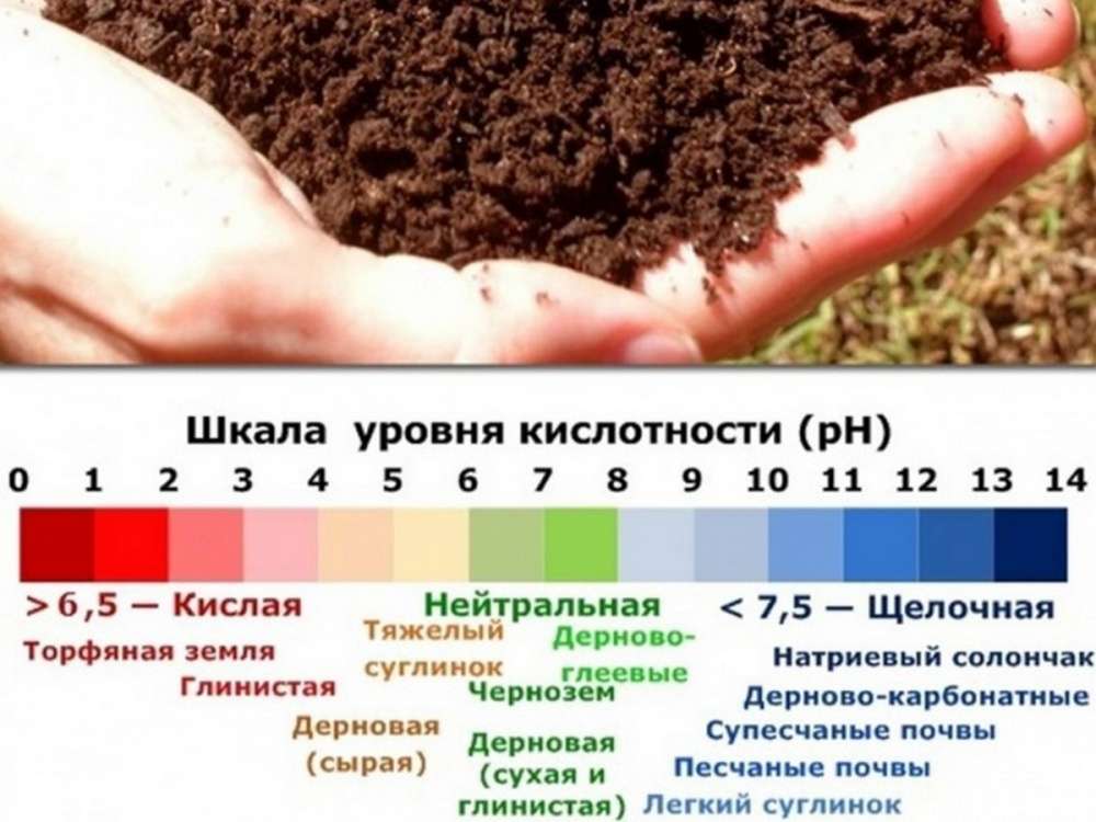 Как понять какая почва. Кислотность почвы показатели PH. Уровень кислотности PH почвы. Кислотность грунта показатели. Перегнойные почвы кислотность.
