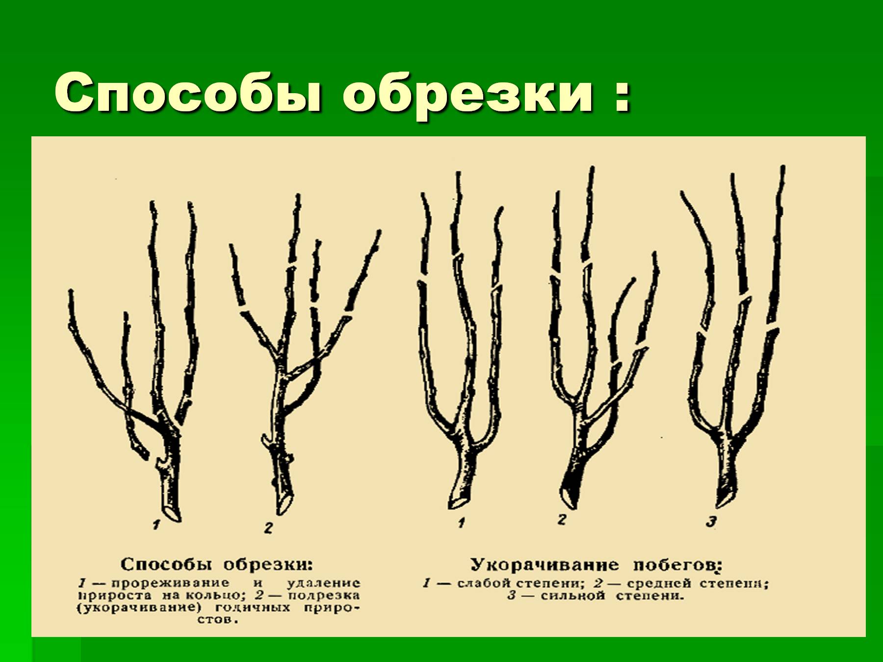 Способы обрезки деревьев и кустарников