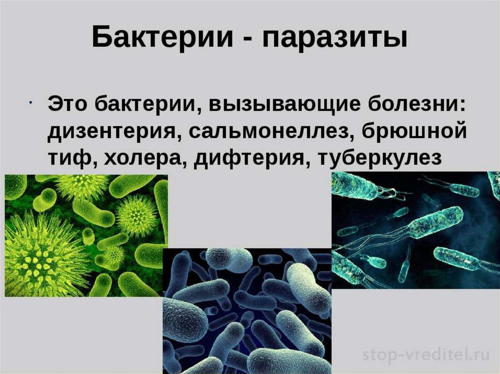 Бактерии примеры заболеваний