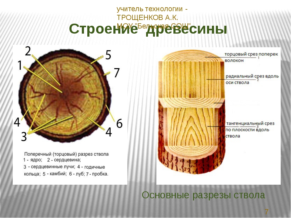 Дата среза. Строение древесины главные разрезы ствола. Основные срезы ствола дерева. Строение ствола дерева в разрезе. Основная часть ствола дерева.