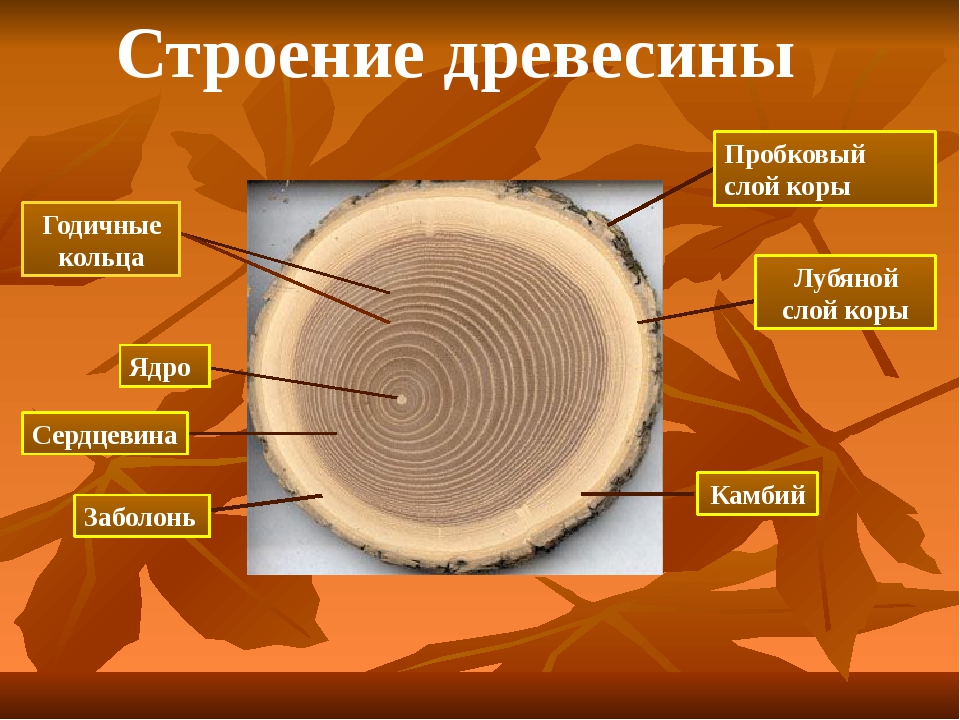 Название наружной части ствола дерева. Строение древесины заболонь. Структура древесины биология 6 класс. Лубяной слой дерева. Спил дерева строение биология.
