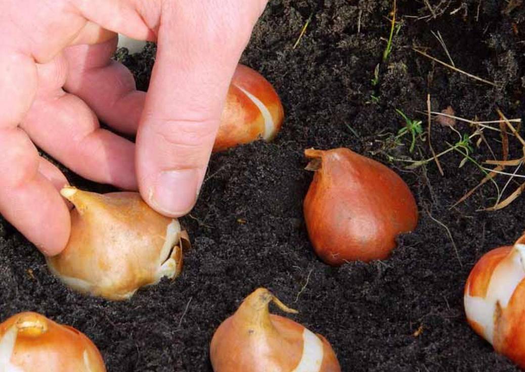 Как сохранить луковицы тюльпанов весной до посадки
