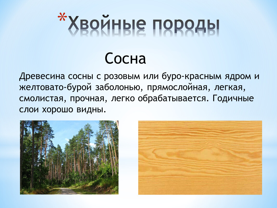 Благодаря дереву свойств. Хвойные породы древесины. Породы древесины сосна. Ценные хвойные породы древесины. Хвойные и лиственные породы древесины.