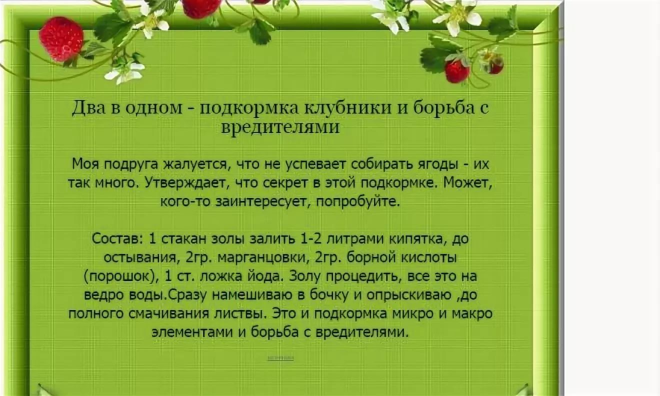 Чем подкормить клубнику ранней весной первая подкормка. Обработка клубники борной кислотой. Подкормка клубники борной кислотой и йодом и марганцовкой. Подкормка для клубники весной с борной. Подкормка клубники йодом.