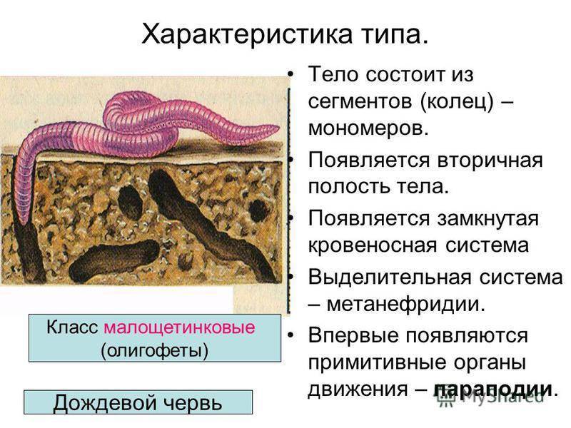 Кольчатые черви группа организмов. Характеристика дрожжевых червей. Общая хар ка кольчатых червей. Тип кольчатые черви кольчецы таблица. Общая характеристика кольчатых червей.