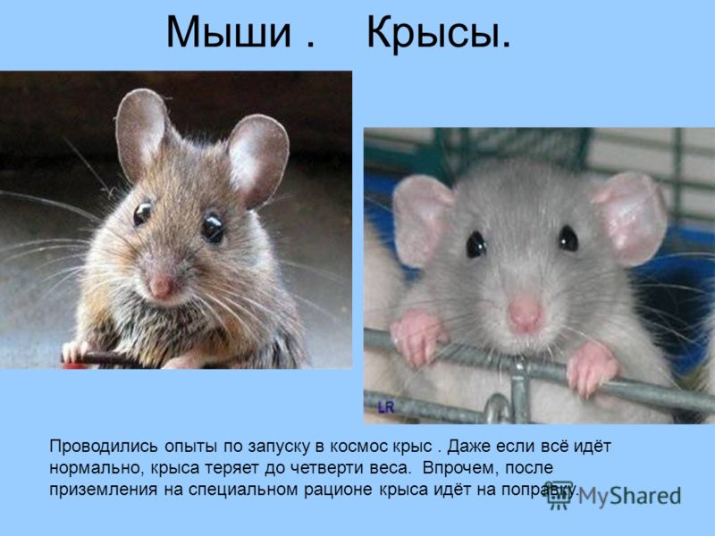 Почему мышь назвали мышью. Крыса. Мышь и крыса разница. Крысенок и мышонок. Отличие мыши от крысы.