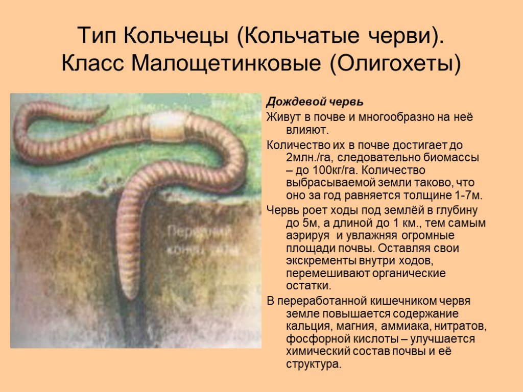 Особенности жизнедеятельности червя. Тип кольчатые дождевые черви. Дождевые черви класс Малощетинковые. Тип кольчатые черви олигохеты. Малощетинковые строение.