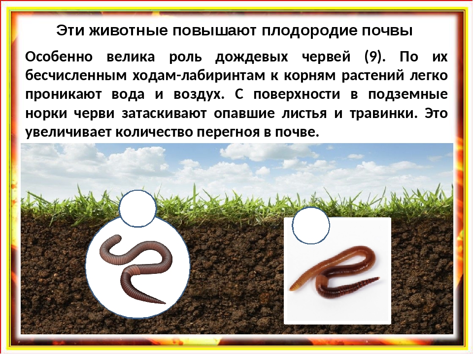 Закон о плодородии. Полезные земляные черви. Влияние дождевого червя на почву.
