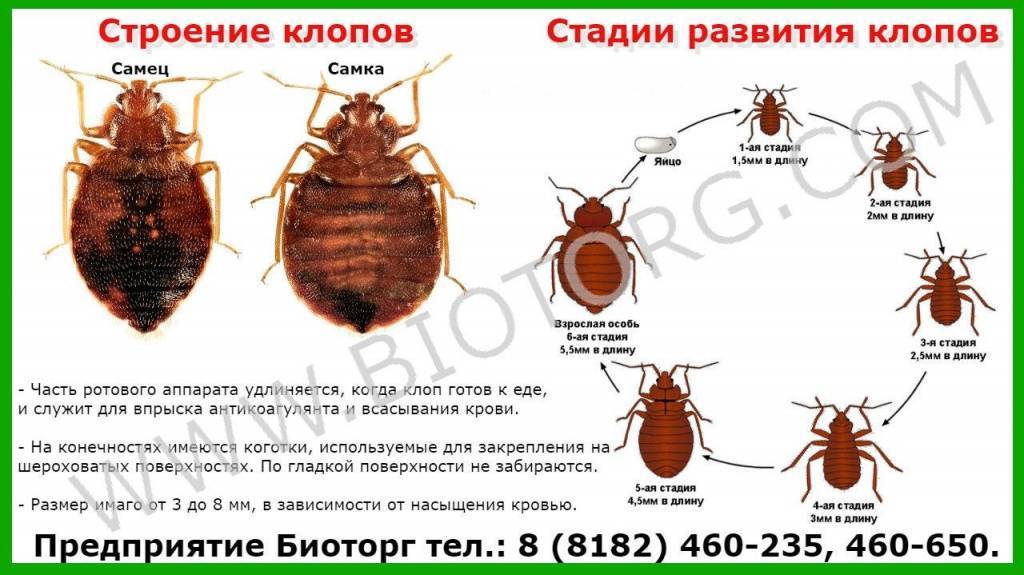 Клопы при какой температуре