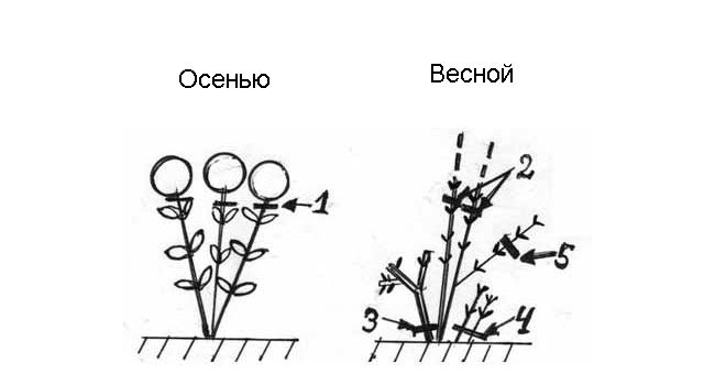 Обрезка гортензии осенью для начинающих в картинках. Обрезка гортензии метельчатой весной. Схема обрезки гортензии метельчатой весной. Схема обрезки метельчатой гортензии. Схема обрезки гортензии метельчатой осенью.