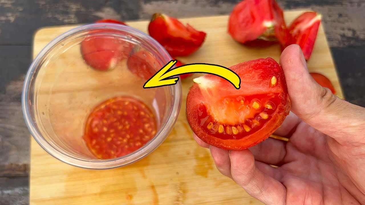 Сохранить семена томатов. Хранить семена томатов. Как собрать семена помидоров. Заготавливаем семена томатов сами. Как правильно сделать семена из помидора.